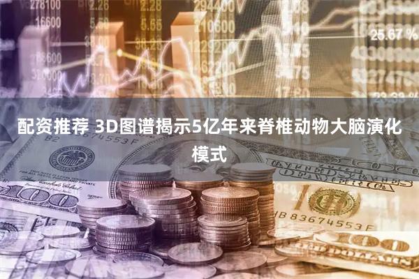配资推荐 3D图谱揭示5亿年来脊椎动物大脑演化模式